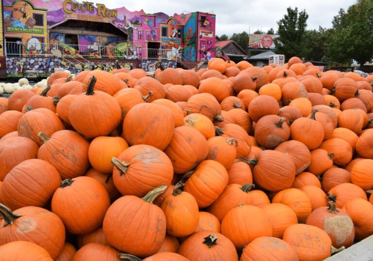 The Great Pumpkin Festival - SEPT 26TH -Country Junction